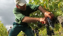 Vendanges manuelles