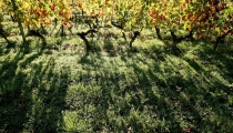 Vignes et couleurs